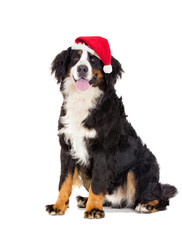 New Year's Bernese Mountain Dog on a white background