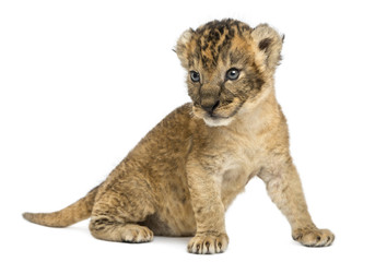 Fototapeta na wymiar Lion cub sitting , 16 days old, isolated on white