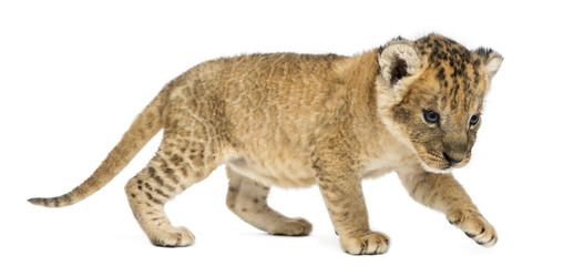 Side view of a Lion cub prowling,16 days old, isolated on white