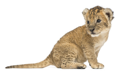 Fototapeta premium Side view of a Lion cub sitting, looking backwards, 16 days old, isolated on white