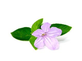 Purple flowers on a white background with green leaves.