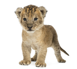 Lion cub standing, 16 days old, isolated on white
