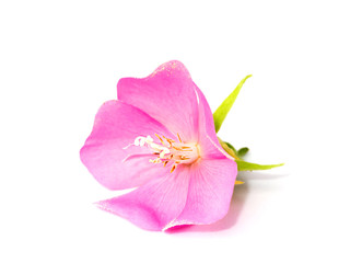 Pink Dombeya flower on white ground.