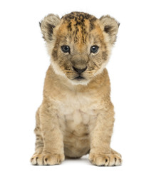 Lion cub sitting, looking at the camera, 16 days old, isolated on white
