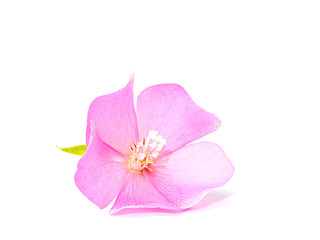 Fototapeta na wymiar Pink Dombeya flower on white ground.
