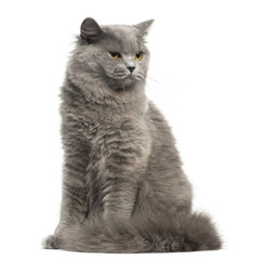 British Longhair sitting, isolated on white