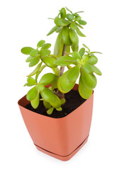crassula plant