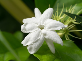 White of jasmine flower.