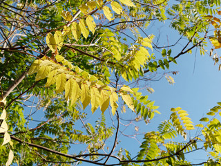 autumn foliage