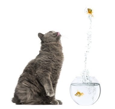 Side view of a British Longhair sitting, looking with envy at a fish jumping out of its bowl, isolated on white