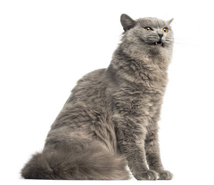 Side view of a British Longhair sitting, looking agressive, isolated on white