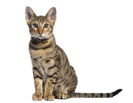 Fototapeta Front view of a Savannah sitting, isolated on white