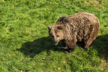 Brown Bear Warrior