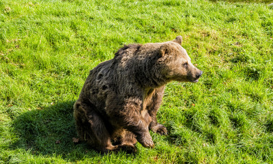 Fototapeta premium Beautiful Brown Bear