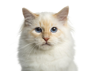 Close-up of a Birman cat, looking at the camera, isolated on white
