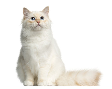 Front view of a Birman cat sitting, isolated on white