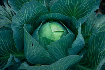 Cabbage in the garden