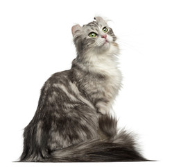Side view of an American Curl sitting, looking up, isolated on white