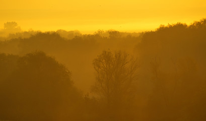 Trees in fog at sunrise