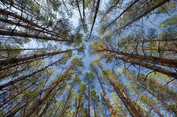 The sky over pine forest
