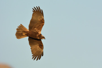 Western Marsh-harrier (Circus aeruginosus), Crete