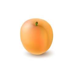 Isolated realistic colored whole juicy apricot with stick with shadow on white background. Side view.