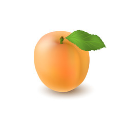 Isolated realistic colored whole juicy apricot with stick and green leaf with shadow on white background. Side view.