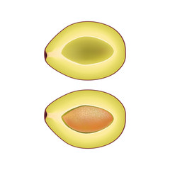 Isolated two halves of plum on white background. Realistic colored slice with pit.