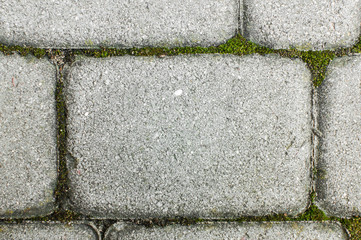  stone paving with green moss, close up image