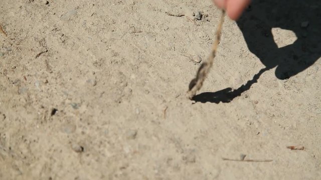 centipedes bug in a twig