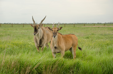 Two eland on green field look at camera