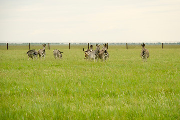 A group of zebras on a green field looking at the camera