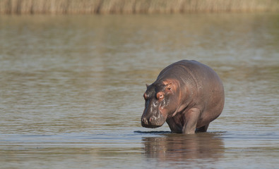 HIPPOPOTAMUS AMPHIBIUS, South Africa