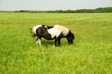 Black and white pony grazes on a green field