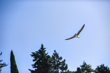 beautiful sea gull flying against the blue sky