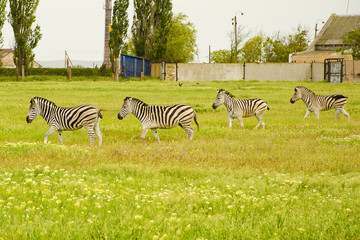 Group of zebras on a green field