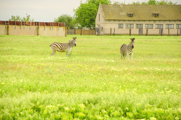Two zebras on a green field. Near the farm