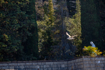 Fototapeta premium a flying gull in the background of trees