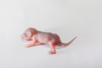 baby rats on white floor © Narong Niemhom