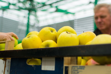 Fresh juicy yellow apples