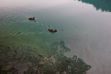 Ducks on Plitvice Lake