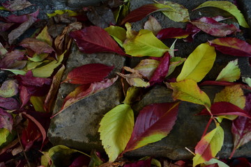 enjoy the colors of autumn leaves, yellow and red leaves fall in autumn