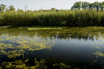 Floodplains on the Danube 3
