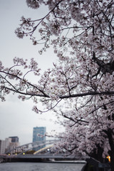 Blossom trees near river, Osaka