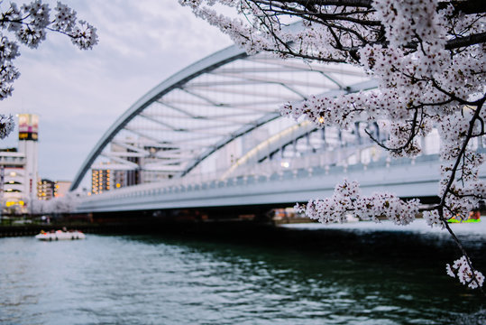 Blossom trees near river, Osaka