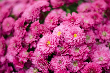 Chrysanthemum, chrysanthemum, floral background, bouquet, flowers, close-up