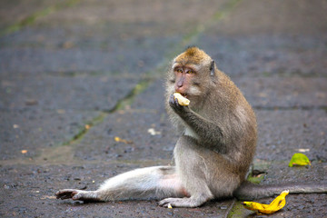 Macaque sits on a stone path, eats a banana and looks confused. Cute monkeys lives in Ubud Monkey Forest, Bali, Indonesia.