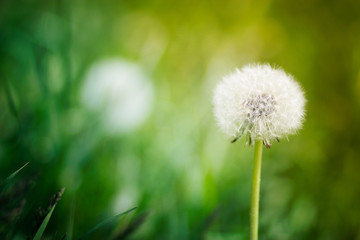 White dandelion on a background of green grass