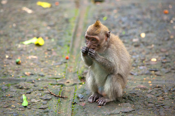 A funny macaque sits on a stone path and gently eats something. Cute monkeys lives in Ubud Monkey Forest, Bali, Indonesia.
