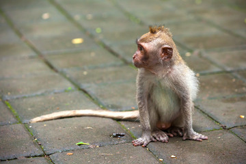A small funny macaque with a long tail sits on a stone path and looks carefully at the left side. Cute monkeys lives in Ubud Monkey Forest, Bali, Indonesia.